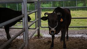 李登輝和牛遺願留花蓮（1）前總統李登輝30日晚間辭世，享耆壽98歲。他留下培育台灣和牛遺願，在花蓮新光兆豐休閒農場成立培育中心，飼養10餘頭「源興牛」。圖為107年4月12日拍攝。中央社記者張祈攝  109年7月31日