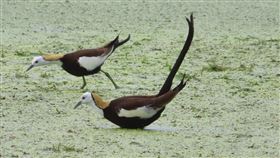 「凌波仙子」現蹤台南蓮花田　優雅身影曝光（圖／翻攝自白河區公所）