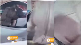 驚人的一幕！女觸發哨兵模式貼身衝擊鏡頭