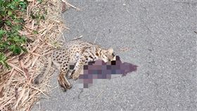 遺體,動物,路殺案,石虎,台灣,苗栗