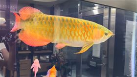 新北,鶯歌,水泥工,工頭,汽油,點燃,紅龍,營造公司,