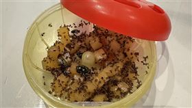 今年果蠅太猖狂！她秀神器驚人成果「連蒼蠅都抓到」（圖／翻攝自我愛全聯-好物老實說臉書）其他新聞誤用