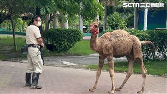 頑皮世界驚見駱駝逛大街？她吹1下解警報