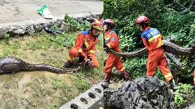 外稿勿用！！3公尺巨蟒吞羊「肚子鼓起來」主人嚇壞急通報！3消防員合力搬下山