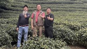 碳中和永續茶園成SDGs新方向　泰崗秘境打造多元減碳方案