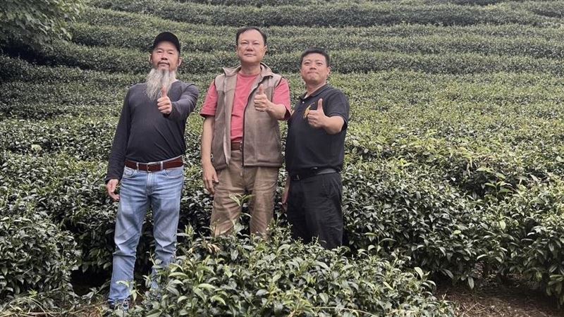 碳中和永續茶園成SDGs新方向