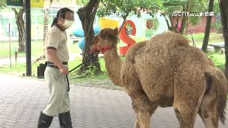 帆布圍捕、吹箭麻醉　動物防逃演練超逼真