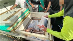 蘇澳籍漁船違法捕鯊割鰭棄身再遭查獲蘇澳籍「金滿發66號」日前再度被查獲違規捕魚、捕撈鯊魚割鰭棄身，19日統計約有5000公斤鯊魚鰭等漁獲，後續將由漁業署依法裁罰。（海巡署第一巡防區指揮部提供）中央社記者沈如峰宜蘭縣傳真  113年6月19日