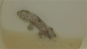 二寶媽喝手搖飲驚見「翻肚死壁虎」藏杯底