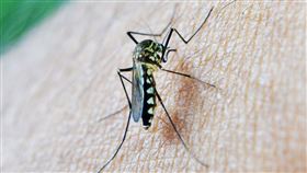 昆蟲，蚊子 ，叮咬(圖／Pixabay)