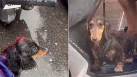 2隻被大雨淋濕的臘腸犬路上突偶遇，哀怨互看的神情笑翻一票網友。（圖／翻攝自Thread）
