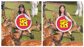 正妹拍美照「硬坐奈良鹿」。（圖／翻攝自Tiktok）