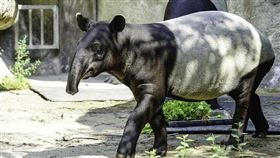 ▲日本馬來貘「Hideo英雄」來台血緣交流，運輸途中不幸發生憾事。（示意圖／台北市立動物園提供）