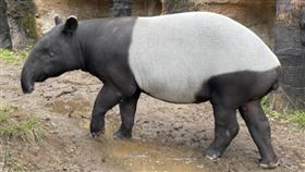 日本來台交流的馬來貘英雄，運輸抵台時被發現已死亡。（圖／翻攝自橫濱動物園官網）