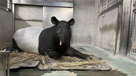 日本來台交流的馬來貘英雄，運輸抵台時被發現已死亡。（圖／翻攝自橫濱動物園官網）