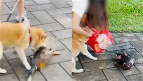 大湖公園散步驚見「柴犬咬死綠頭鴨」！驚悚畫面曝　主人態度掀眾怒（合成圖／翻攝自Dcard）