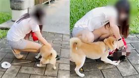 大湖公園散步驚見「柴犬咬死綠頭鴨」！驚悚畫面曝　主人態度掀眾怒（合成圖／翻攝自Dcard）