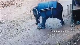 印度,大象,暴走,踩死,喀拉拉邦（圖／翻攝畫面）