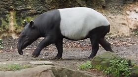  日本來台交流的馬來貘英雄，運輸抵台時被發現已死亡。（圖／翻攝自橫濱動物園官網）