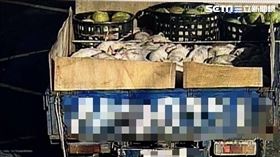 台南,麻豆,豬,偷竊,債務