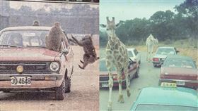 六福村,自駕,野生動物園（圖／翻攝自BuzzHand 臉書）