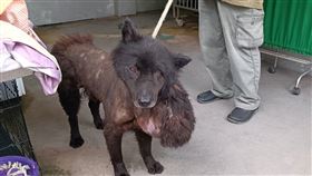 浪浪,宮廟,新北,動保處,手術,腫瘤,