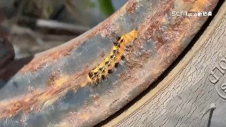 澎湖花生田藏毛毛蟲　民憂「癢癢病」再起