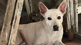 愛犬,飼主,彰化,財神爺,懸賞,獎金