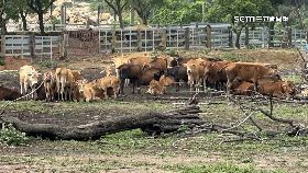 A畜牧釘子戶1200