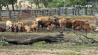 金門放牧牛隻逛大街　違法占國有地10年