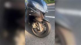 台南市日前發生一起「鳥擊」事故，一名機車騎士行經台南市中華北路時，突然被一隻不知從哪飛竄出來的的斑鳩襲擊，結果這隻斑鳩還竟還卡在機車車殼上，騎士當下傻眼不知該如何是好。