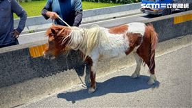 苗栗,台61,西濱,迷你馬,落跑（圖／翻攝畫面）