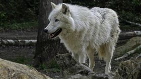 北極狼,狼,白狼,動物園,猛獸（圖／翻攝自Pixabay）