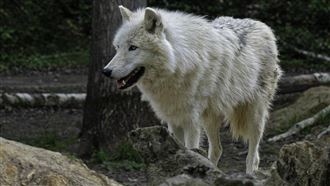 嬰攀過動物園圍欄遭狼咬…父母卻在滑手機