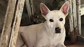 彰化一名飼主協尋愛犬，願意給找到狗的人30萬感謝金。（圖／翻攝自米克斯傳奇臉書）