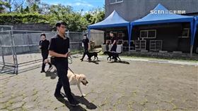 桃園「警犬隊」成軍　4萌犬受訓畫面曝