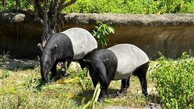 馬來貘，左貘莉、右貘克（圖／翻攝自台北市立動物園）