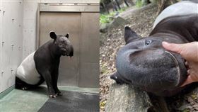 ▲從日本遠道而來的馬來貘英雄21日不幸身亡，左圖為英雄出發來台2天前。（圖／翻攝自橫濱動物園官網）