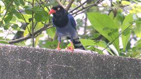 三峽北大社區多人被巴頭 元凶是