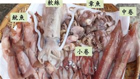 餐桌上常出現的頭足類種類。（圖／翻攝自新北市政府網站）