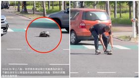 桃園,烏龜,公園,上班（圖／翻攝自《爆料公社》）