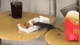 仁德護專，疑現「雞塊大盜」，老鼠叼走雞塊，學生嚇壞，校方否認了，後龍沒麥當勞(圖／翻攝自記者爆料網)