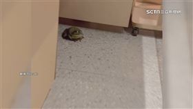 哪來的　民眾火鍋店用餐「驚見牛蛙亂跑」