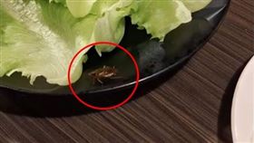 一名網友到烤肉店用餐，發現生菜上有小強大搖大擺地爬過。（圖／翻攝自臉書桃園大小事）