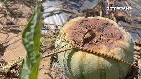 曬西瓜裂.果1800