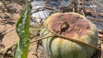 大豪雨後高溫曬　台南小玉西瓜「長不大」