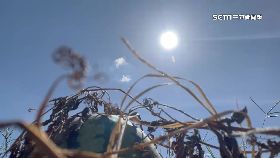 曬西瓜裂.果1800