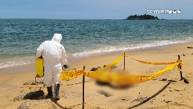 R金門海漂豬2400