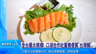 全台最大！口湖合作社蓄養優質「台灣鯛」