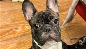 國民黨,連勝文,蔡依珊,結婚,國際寵物日,法鬥犬,小狗